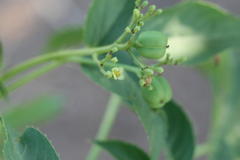 Jatropha heynei